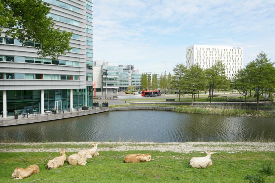 Herkauwende koeien op de Geniedijk, vlakbij station Hoofddorp (foto Theo Baart).