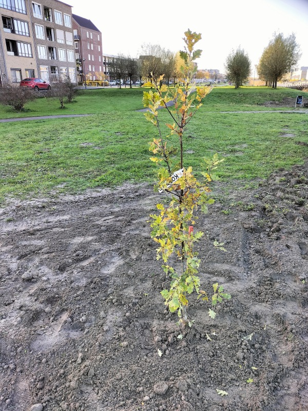 Het begin van een eikenbos