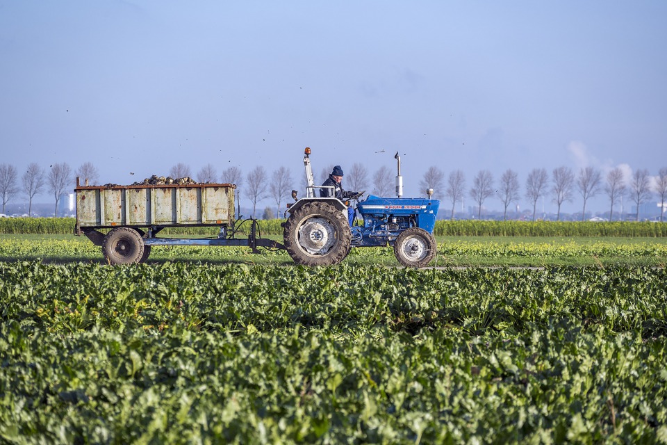 Suikerbietenoogst - Foto: Polderfotograaf Kees van der Veer