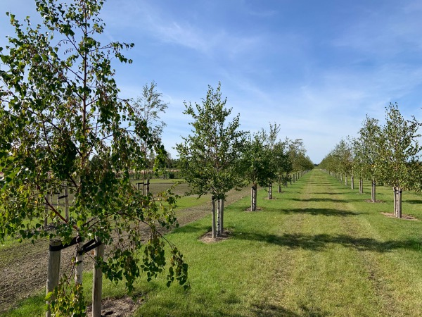 Aanplant nieuw bos