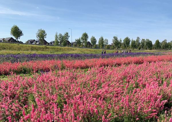 Uitgestrekte velden met bloemen op het nieuwe Landgoed Kleine Vennep